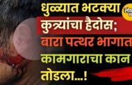 धुळ्यात भटक्या कुत्र्यांचा हैदोस; बारा पत्थर भागात कामगाराचा कान तोडला!