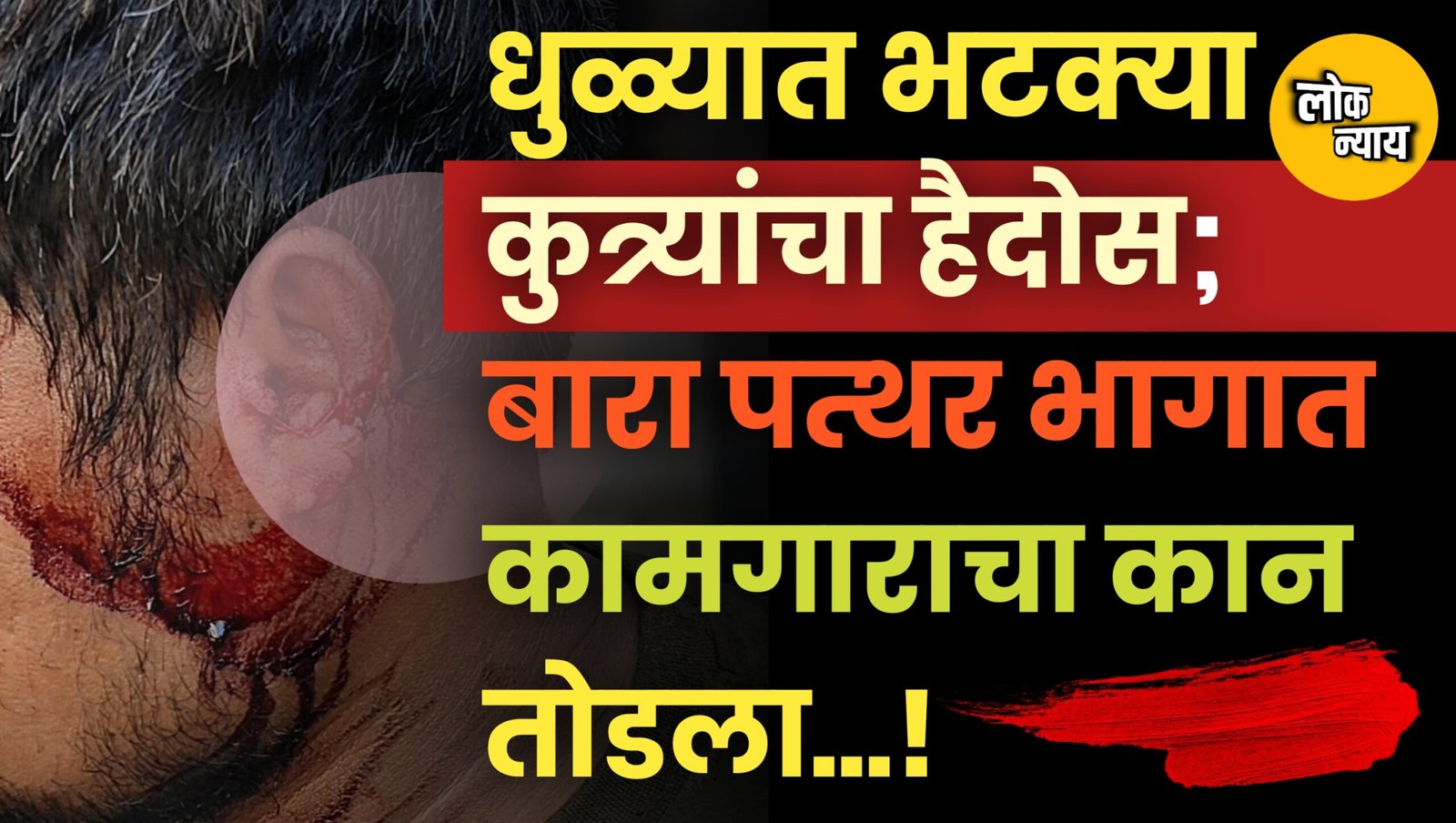 धुळ्यात भटक्या कुत्र्यांचा हैदोस; बारा पत्थर भागात कामगाराचा कान तोडला!