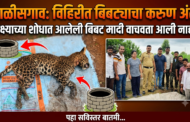 सायगाव शिवारात दुर्देवी घटना: विहिरीत पडलेल्या बिबट मादीचा मृत्यू; वन विभागाकडून मृतदेह बाहेर